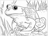 Frogs Grenouille Grenouilles Zentangle Coloriages sketch template