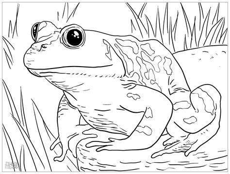 amphibian coloring sheet kaitlanrhuri