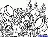 Coloring Pages Flowers Wild Wildflower Wildflowers Meadow Getdrawings Printable Color Getcolorings Print Popular sketch template