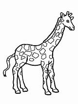 Giraffe Coloring Pages Baby Cute Adults Realistic Drawing Face Kids Printable Getcolorings Giraffes Getdrawings Adult Color Print sketch template
