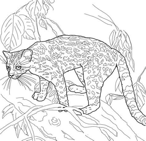 margay coloring page  printable coloring pages