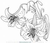 Coloring Lily Flower Daily sketch template