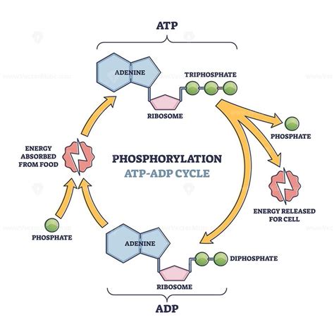 phosphorylation atp adp cycle  detailed process stages outline diagram labeled educational