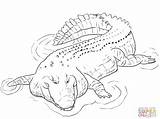 Crocodile Coloring Pages Alligator Saltwater Drawing Water Crocodiles Aligator Pacific Animal Printable Baby Indo Alligators Colouring Animals Colour Supercoloring Nile sketch template