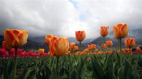 asias largest tulip garden opens  public  indian controlled kashmir cgtn