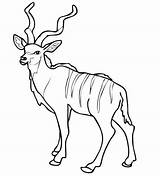 Kudu Coloring Antelope Pages African Impala Pronghorn Woodland Color Printable Drawing Supercoloring Drawings Print Results Categories sketch template
