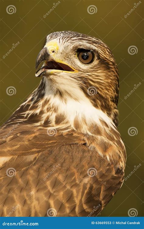 bird  prey stock image image  background european