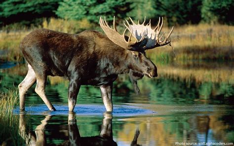 interesting facts  moose  fun facts