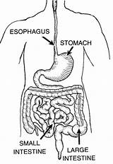 Digestive Alimentary Bowel Organs Obstruction Reptiles Mammals Hubpages Vertebrates Intestines Esophagus Digestion Tract Ihmc Formic Lesson Hubstatic Usercontent1 Study sketch template