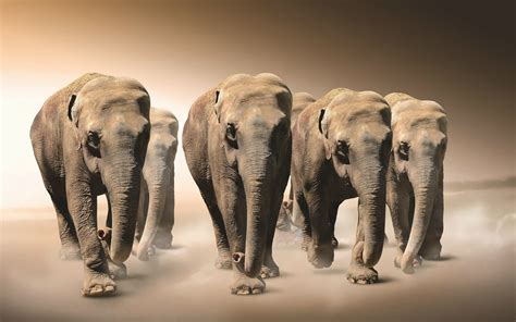 wallpapers met olifanten