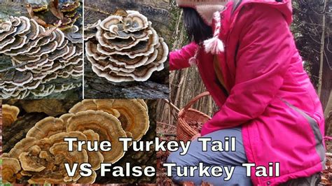 winter foraging true turkey tail vs false turkey tail how to identify