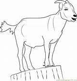 Goat Coloring Stump Standing Pages Coloringpages101 Color sketch template