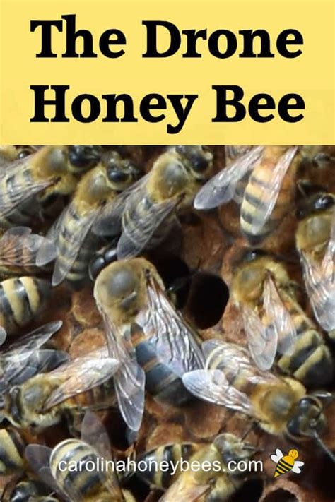 drone honey bee        hive   carolinahoneybees dronebees