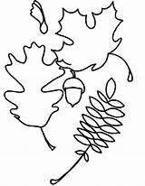 Coloring Acorn Pages Maple Leaf Leaves Oak sketch template