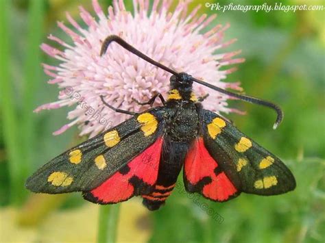 insect pollinators nature cultural  travel photography blog
