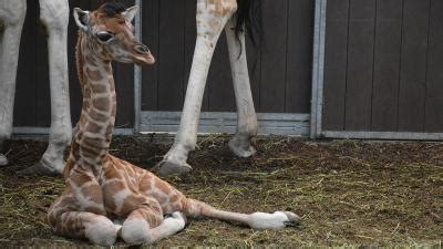 geboortegolf girafjes  safaripark beekse bergen blik op nieuws