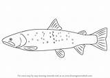 Trout Draw Bull Drawing Step Tutorials Fishes Learn Drawings sketch template