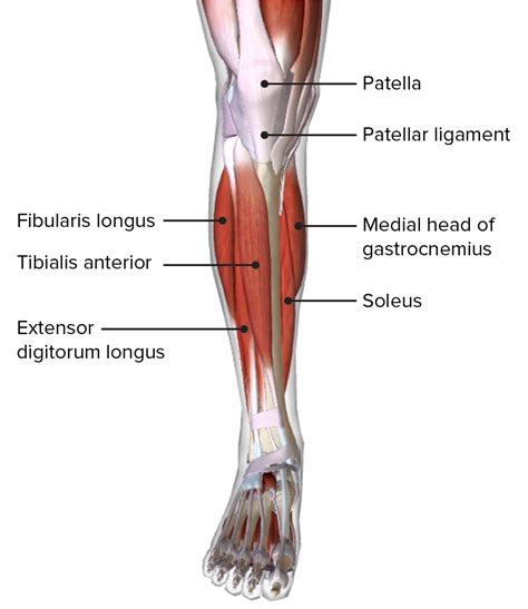 compartments  leg muscles wikigerty