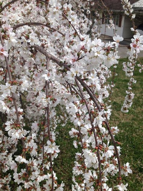 weeping yoshino flowering cherry boyd nursery company