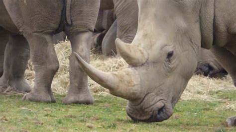 rhinoceros meaning nose horn rhino youtube