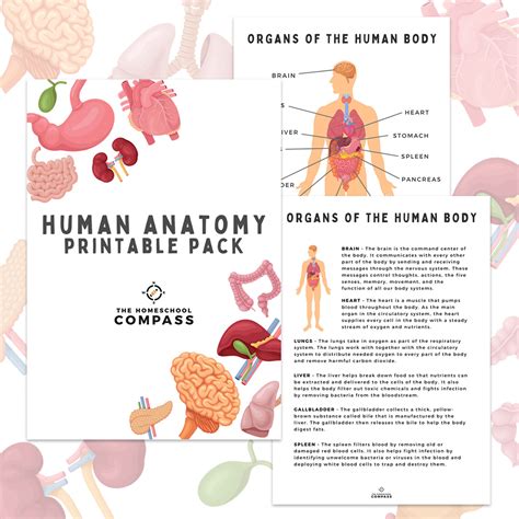 human anatomy printable pack homeschool compass