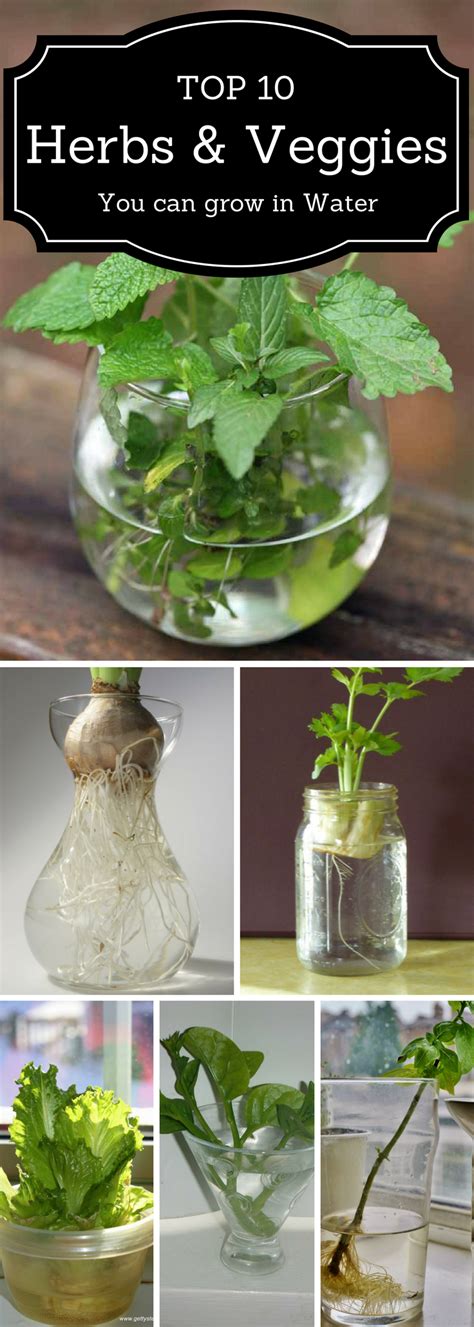 top  herbs  veggies   grow  water  images indoor