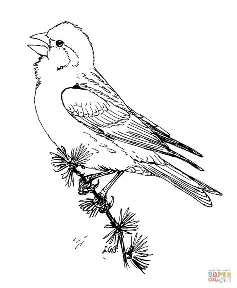 purple finch coloring page  printable coloring pages