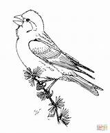 Finch Coloring Purple Pages Finches Printable Drawing Drawings Super sketch template