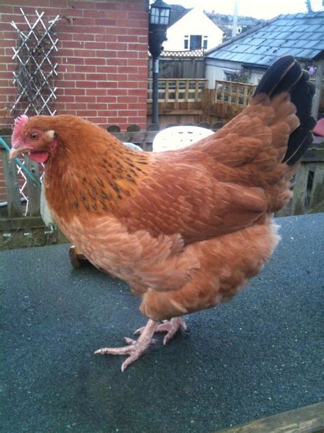 hampshire red chickens breed information chicken breeds breeds red chicken