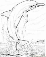 Dolphin Coloring Pages Jumping Drawing Printable Mammals Jump Color Colouring Animals Paintingvalley Online Popular Para Colorear Bass Painting Adults Coloringhome sketch template