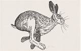 Hare Graham Woodcut sketch template