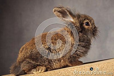 full body   brown lion head rabbit bunny sitting stock photo image