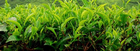 tea plants clearwater kratom