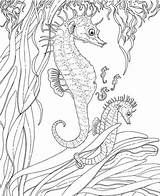 Coloring Pages Ocean Printable Adult Seahorse Adults Color Summer Kids Sheets Colouring Print Seahorses Sea Drawing Seepferdchen Seascape Baby Online sketch template
