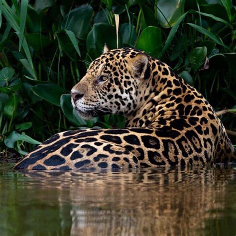 Tiger Lion Leopard Jaguar On Instagram “ Repost