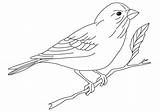 Finch Yellow Coloring Pages Printable Crayon Print Color Getcolorings sketch template