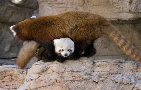 cute red baby pandas barnorama