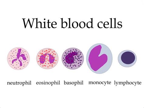 absolute basophils count tips and tricks from doctors