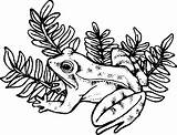 Coloring Pages Frog Frogs Animated Coloringpages1001 Drawing Picgifs sketch template