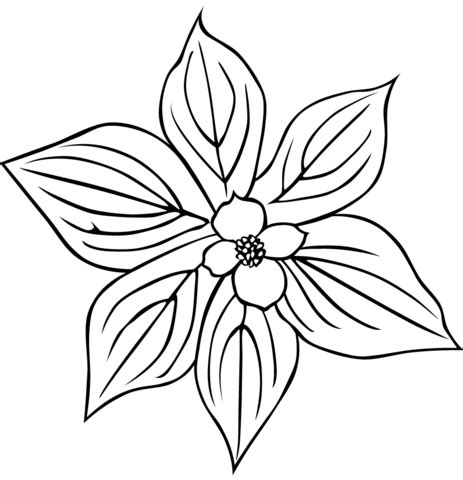 dogwood flower coloring page  printable coloring pages
