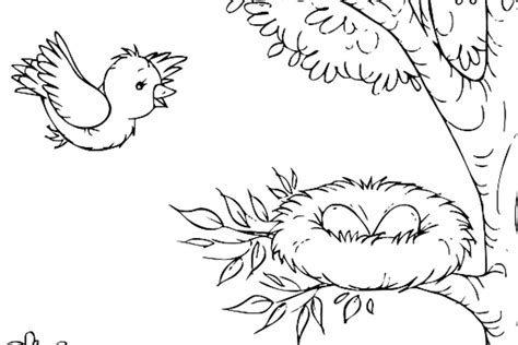 baby birds  nest coloring pages