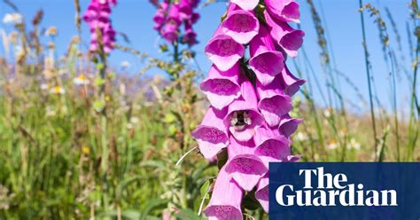 Plant Of The Week Foxglove Gardens The Guardian