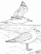 Coloring Pages California Gulls Two Seagulls Printable Drawing Dot Categories sketch template