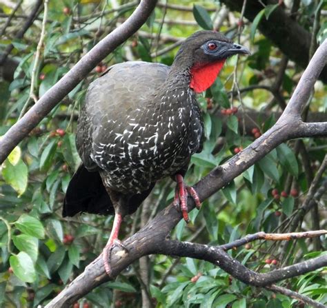 crested guan  costa rica living  birding