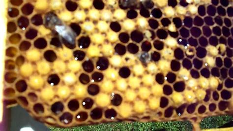 drone bees emerging  comb cells youtube