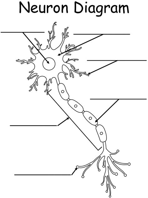 blank neuron diagram