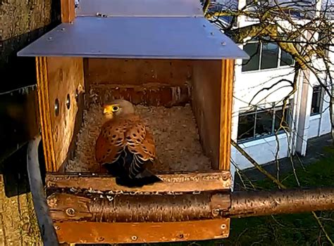 monitoring kestrel behaviour centre  ecology hydrology