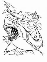 Shark Coloring Pages Sharks Printable Drawing Color Cute Bull Megalodon Sheet Great Bulls Print Chicago Teeth Kids Clark Leopard Outline sketch template
