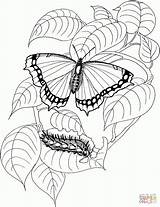 Caterpillar Borboleta Schmetterling Lagarta Colorare Bruco Borboletas Raupen Papillon Farfalla Mariposas Morpho Orugas Cocoon Colouring Tiere Oruga Mariposa Malvorlage Monarch sketch template
