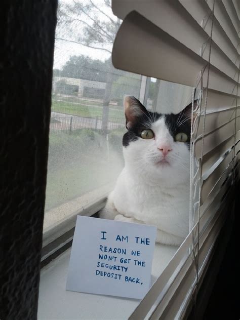 Hilarious Cat Shaming Photos No Money Back Memes